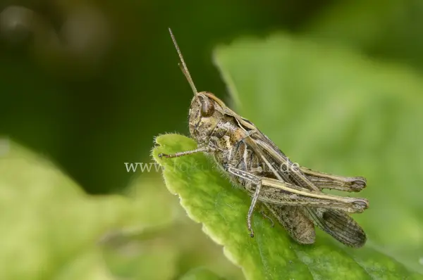 Fokus-Natur Bild