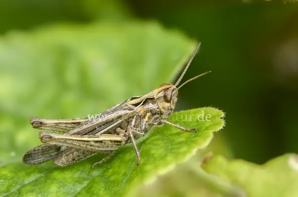 Fokus-Natur Bild
