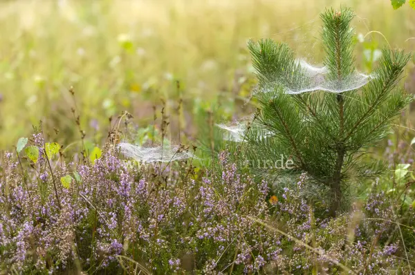 Fokus-Natur Bild