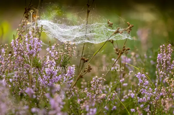 Fokus-Natur Bild