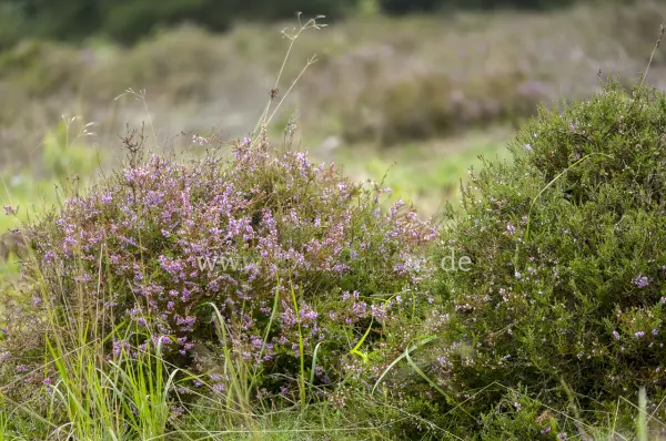 Fokus-Natur Bild