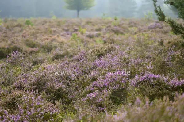 Fokus-Natur Bild
