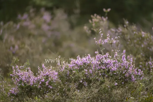 Fokus-Natur Bild