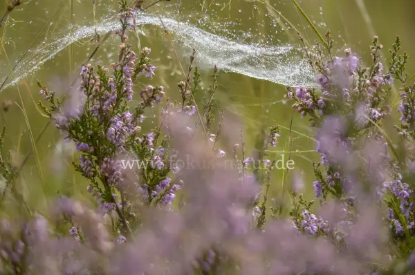 Fokus-Natur Bild