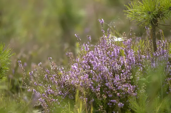Fokus-Natur Bild