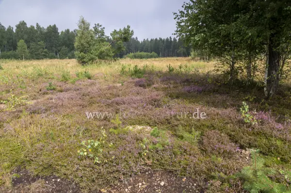 Fokus-Natur Bild