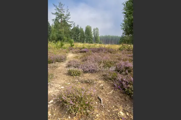 Fokus-Natur Bild