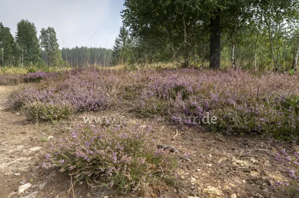 Fokus-Natur Bild