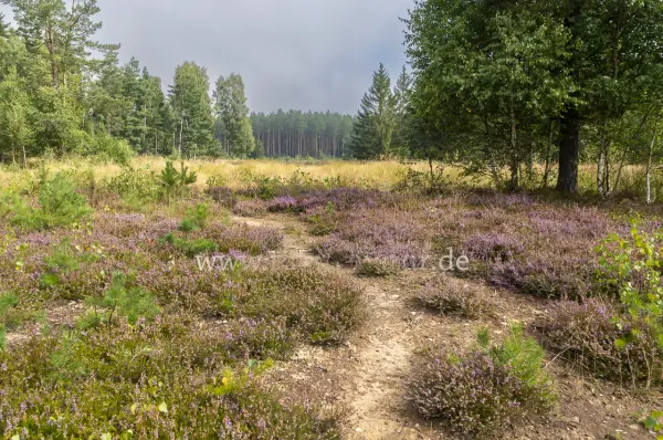 Fokus-Natur Bild