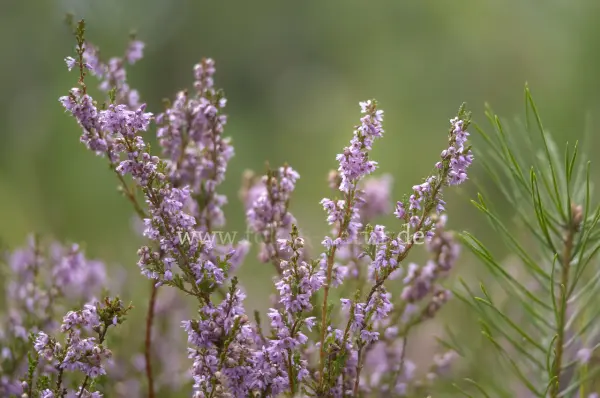 Fokus-Natur Bild