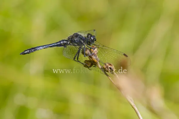 Fokus-Natur Bild