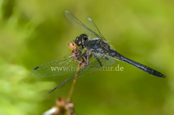 Fokus-Natur Bild
