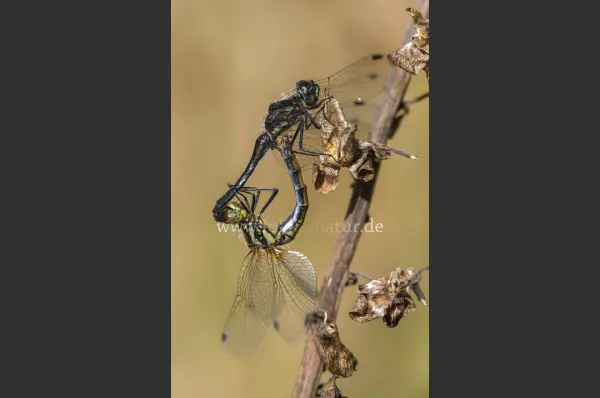 Fokus-Natur Bild