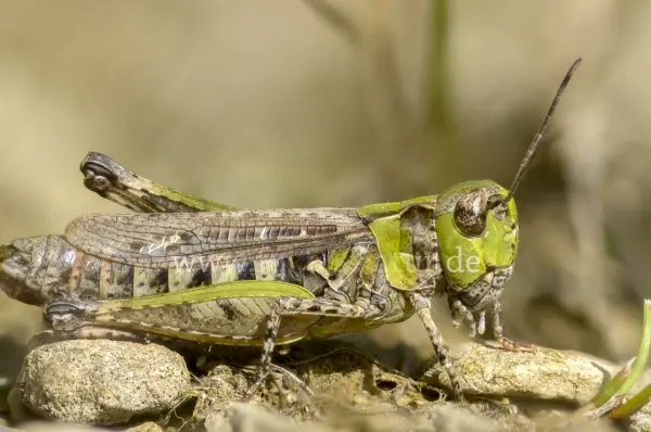 Fokus-Natur Bild