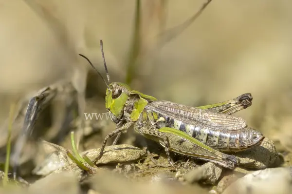 Fokus-Natur Bild