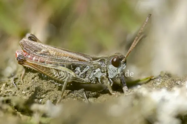 Fokus-Natur Bild