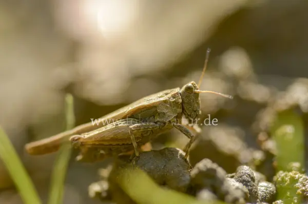 Fokus-Natur Bild