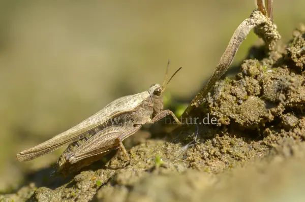 Fokus-Natur Bild