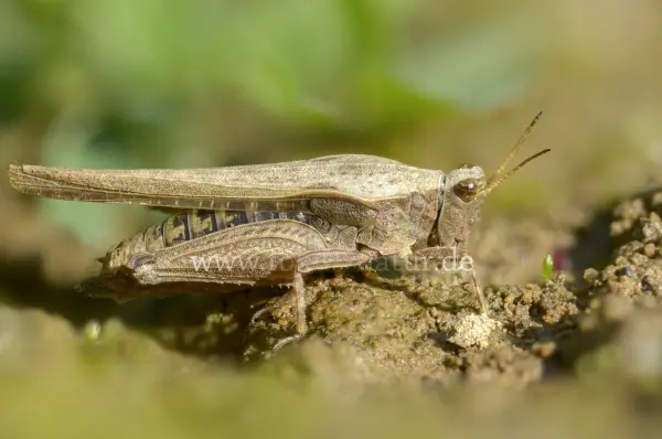 Fokus-Natur Bild