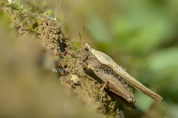Fokus-Natur Bild