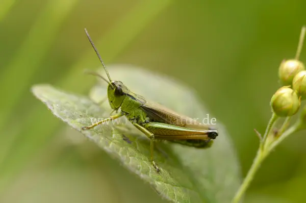 Fokus-Natur Bild