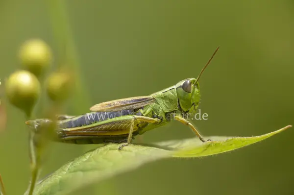 Fokus-Natur Bild
