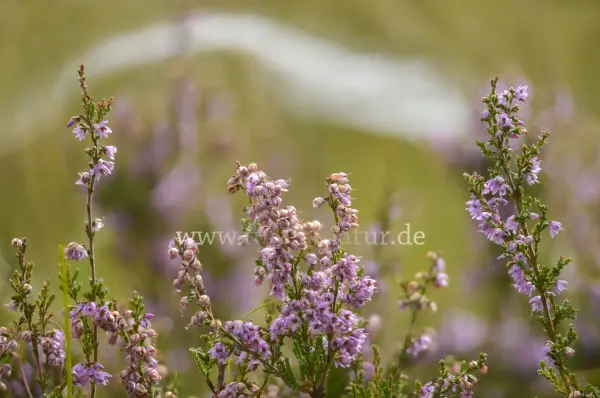 Fokus-Natur Bild