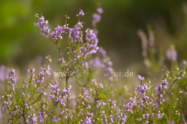 Fokus-Natur Bild