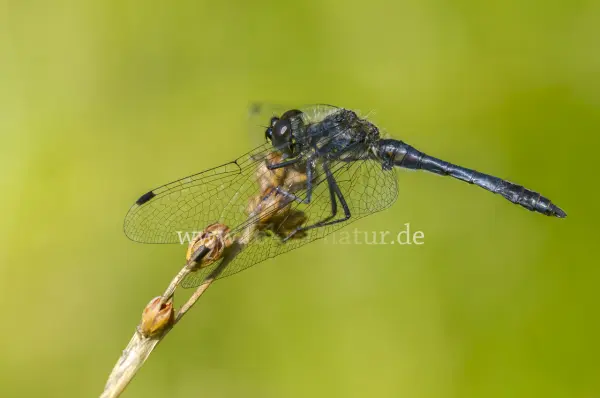 Fokus-Natur Bild