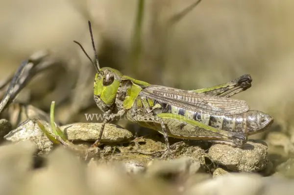 Fokus-Natur Bild