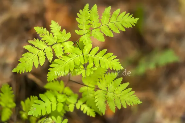 Fokus-Natur Bild