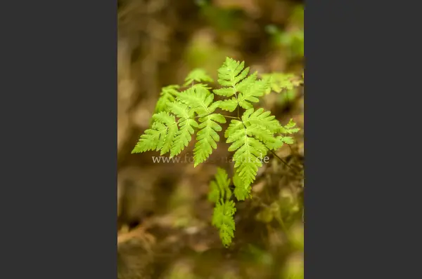 Fokus-Natur Bild
