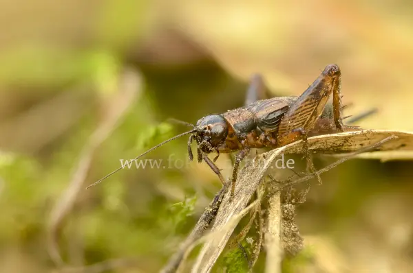 Fokus-Natur Bild