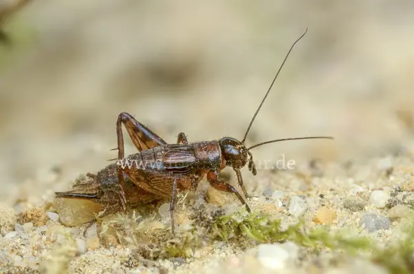 Fokus-Natur Bild