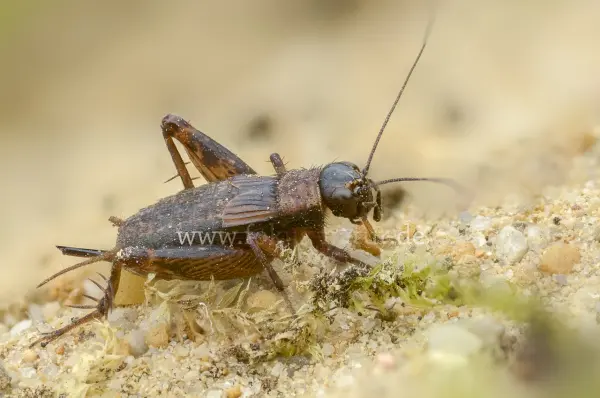 Fokus-Natur Bild