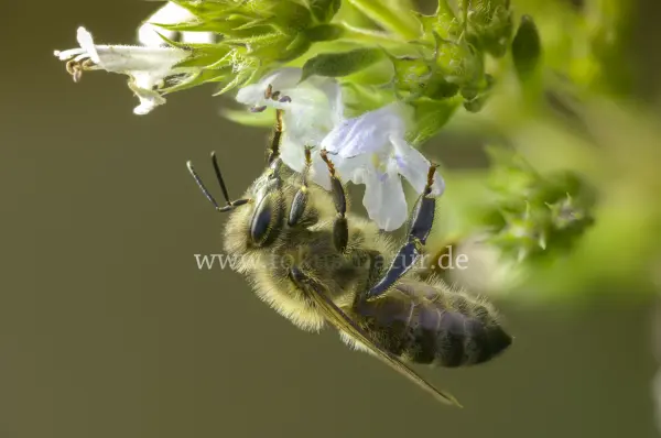 Fokus-Natur Bild