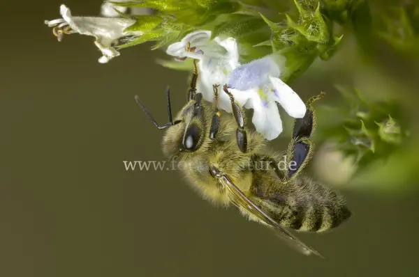 Fokus-Natur Bild