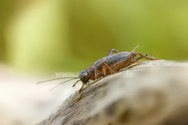 Fokus-Natur Bild