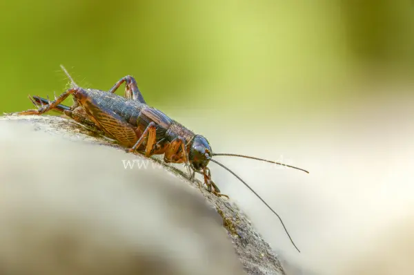 Fokus-Natur Bild
