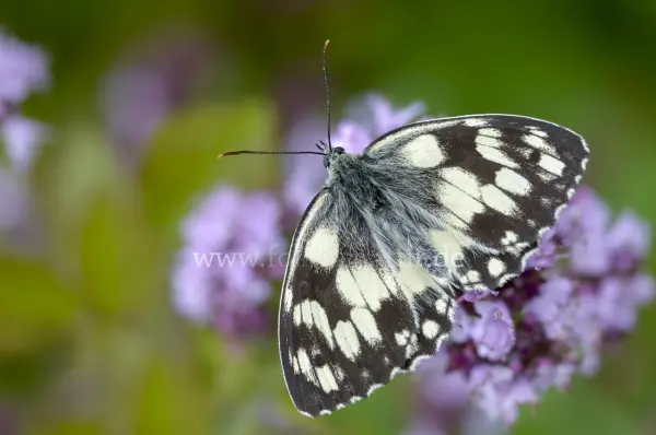 Fokus-Natur Bild