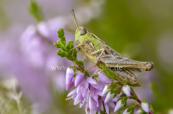 Fokus-Natur Bild