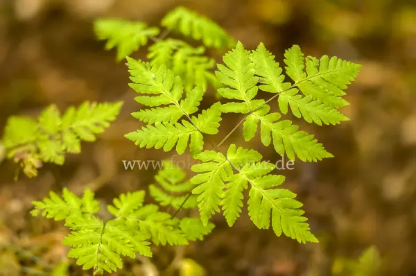 Fokus-Natur Bild