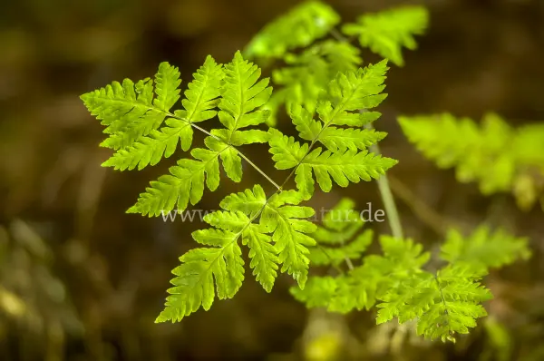 Fokus-Natur Bild