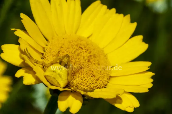 Fokus-Natur Bild