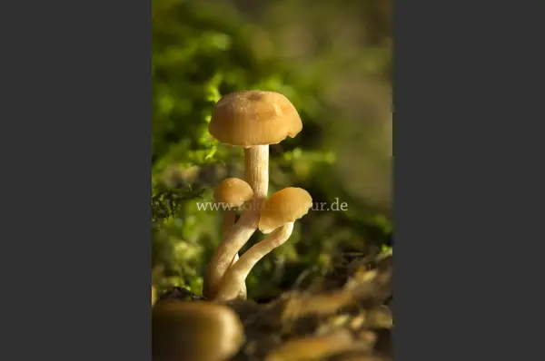 Fokus-Natur Bild