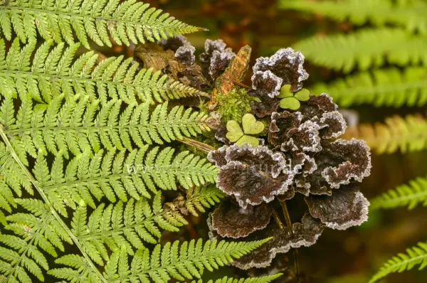 Fokus-Natur Bild