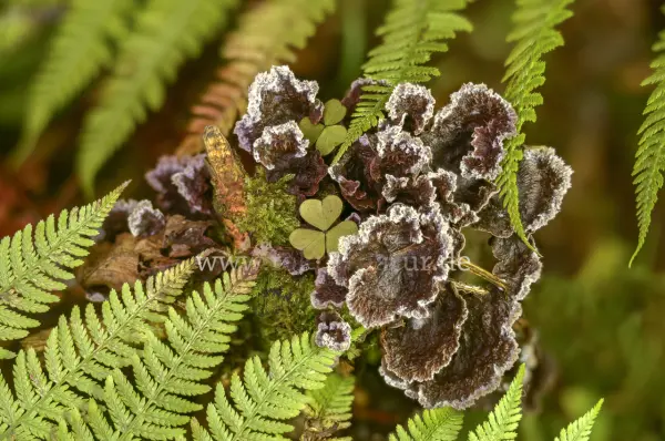 Fokus-Natur Bild