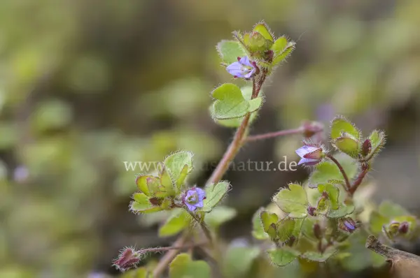 Fokus-Natur Bild