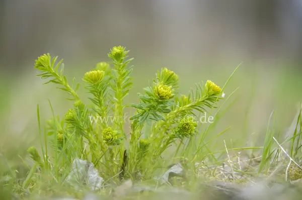 Fokus-Natur Bild