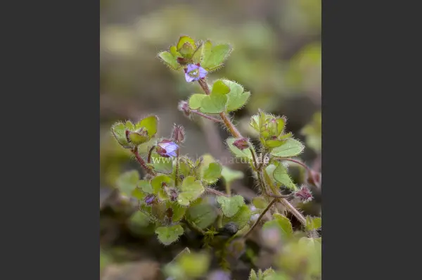 Fokus-Natur Bild